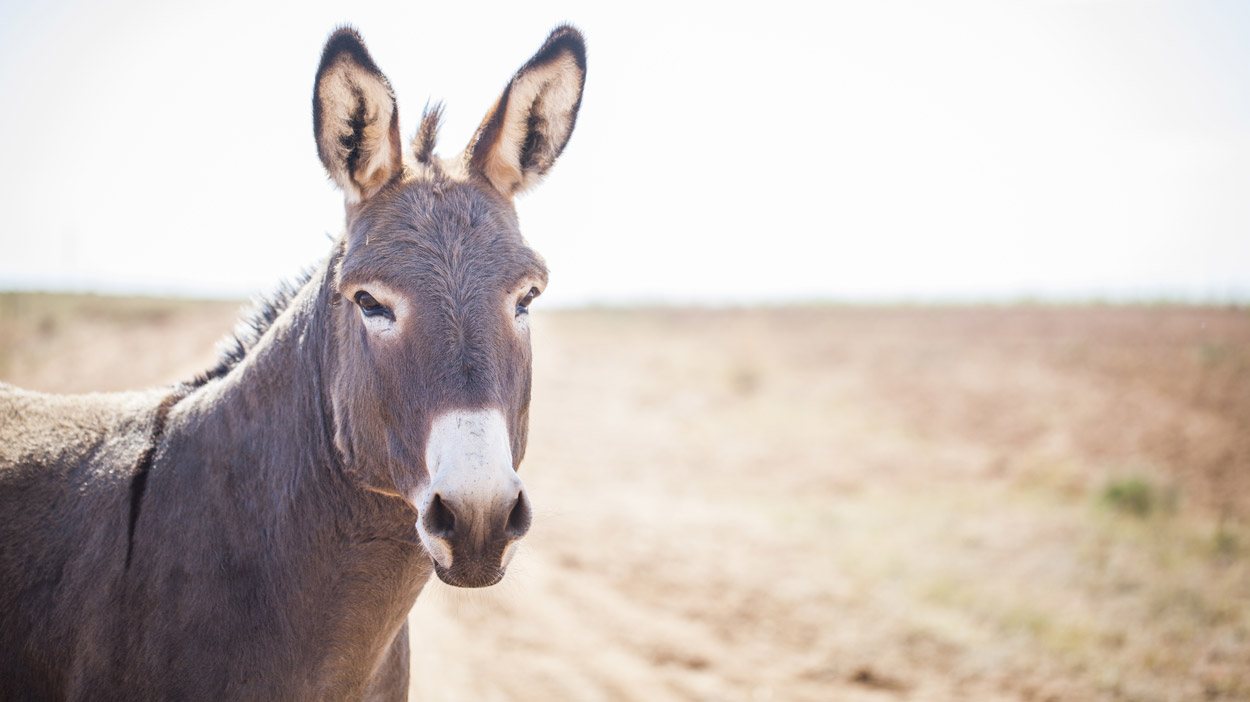 DonkeyArticle